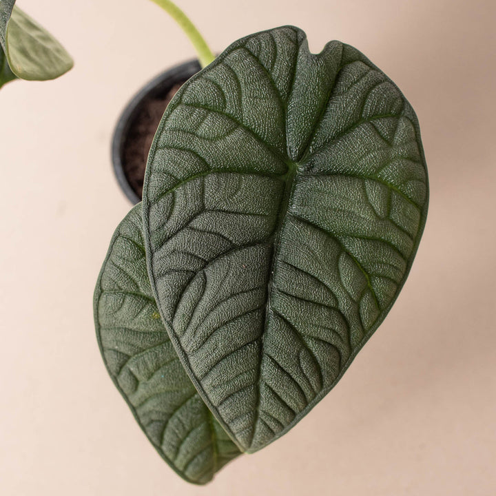 Alocasia &