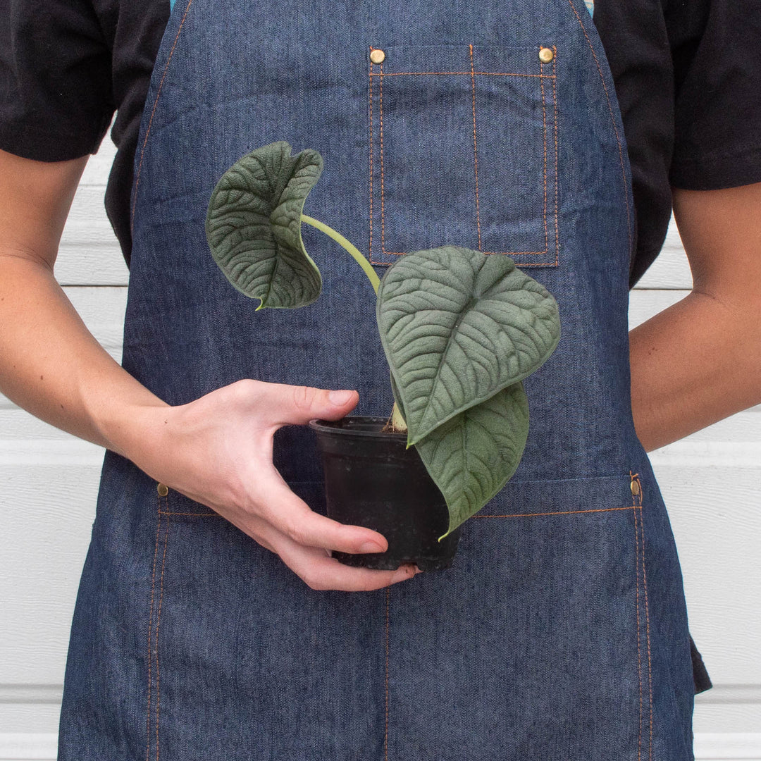 Alocasia &
