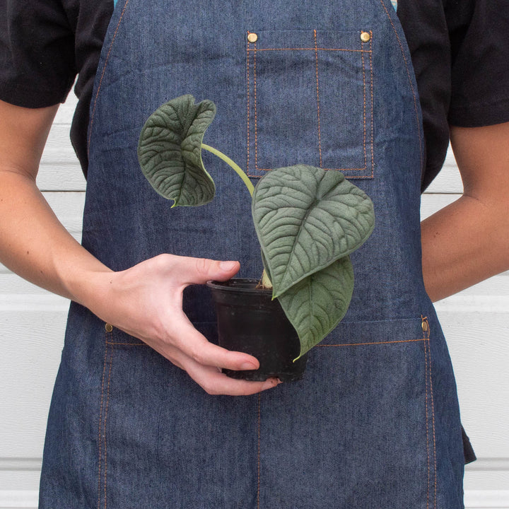 Alocasia &