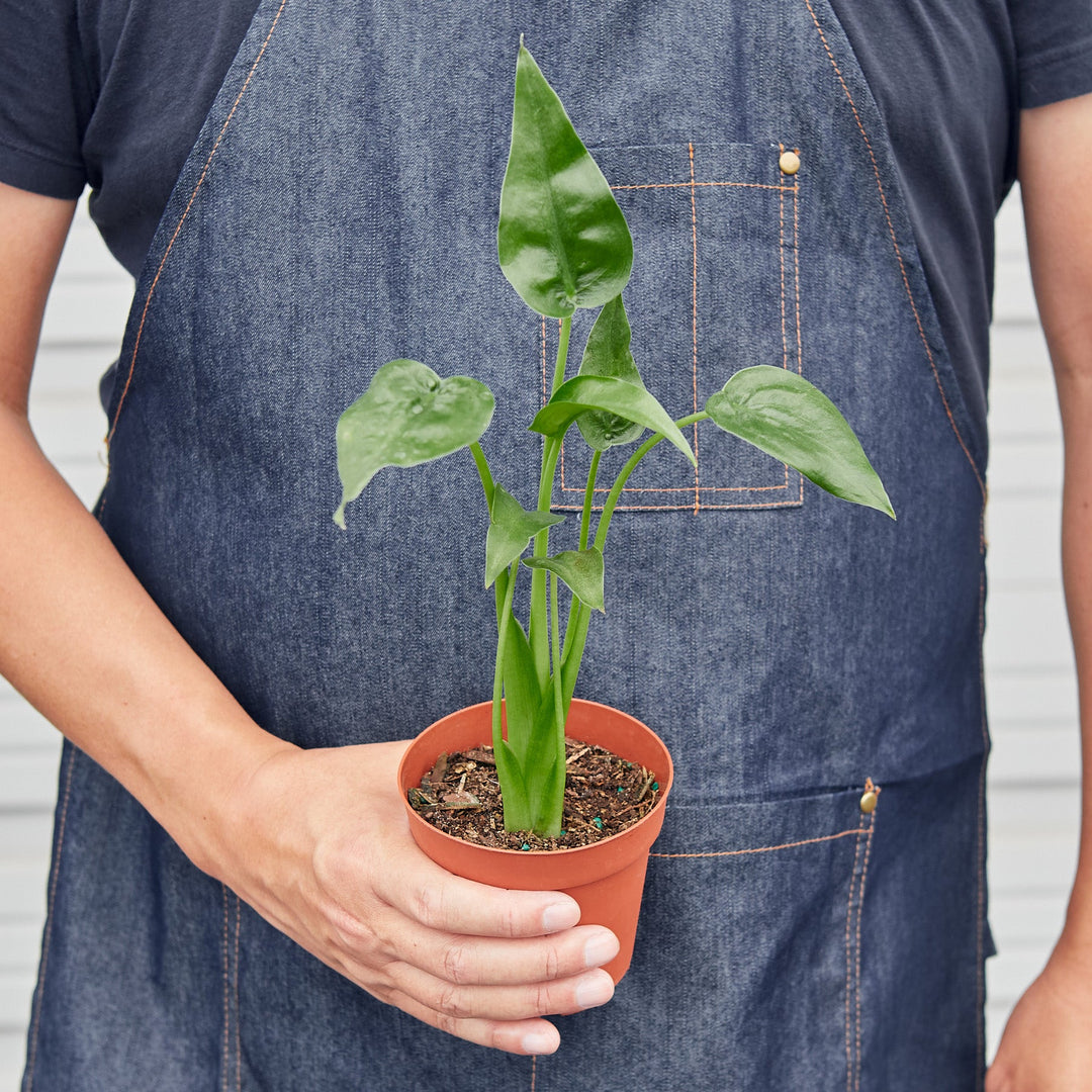 Alocasia &