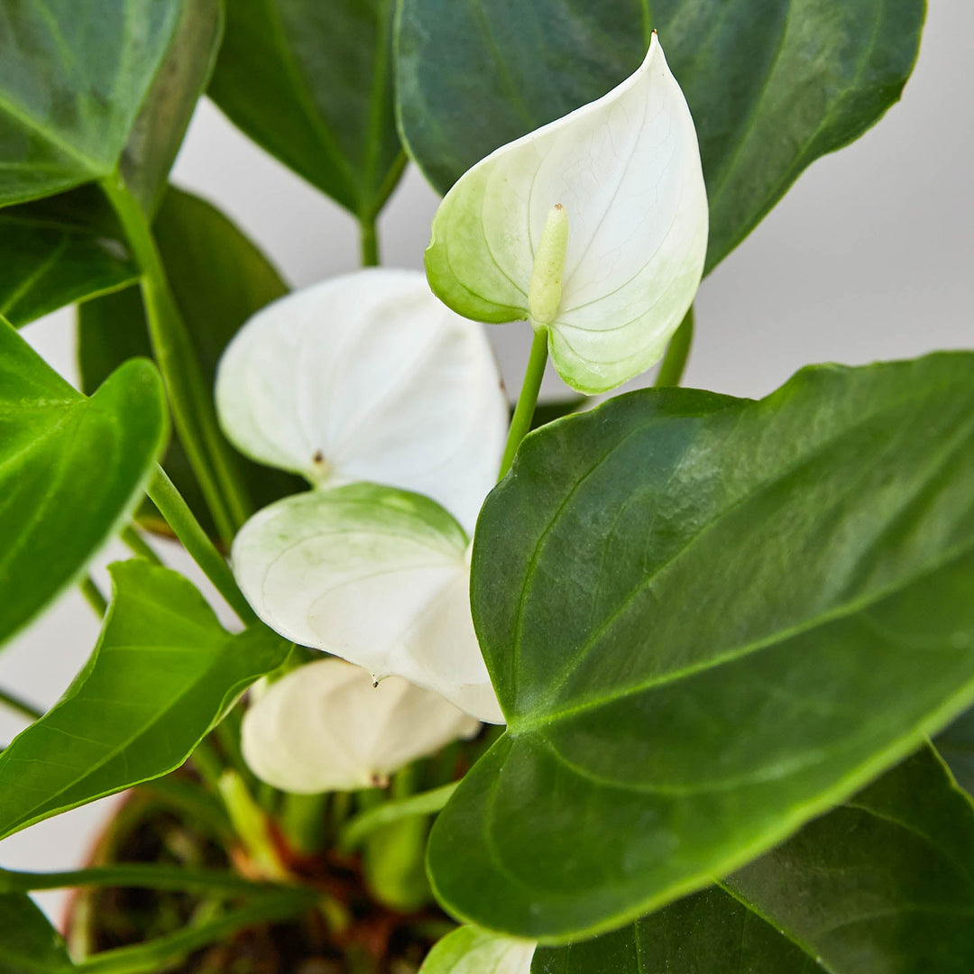 Anthurium &