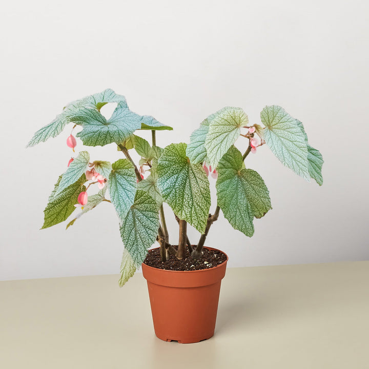 Begonia &