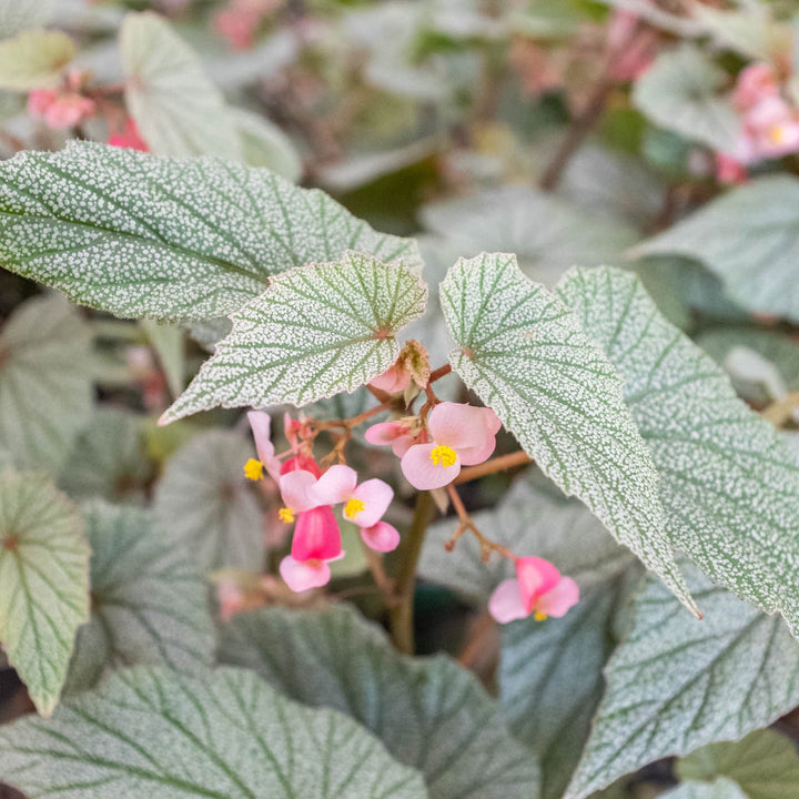 Begonia &