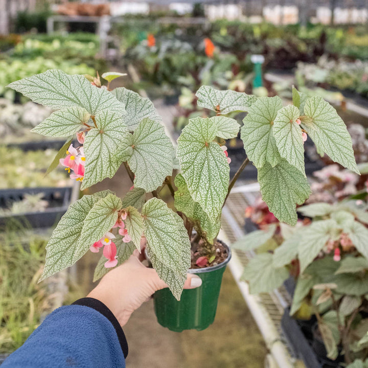 Begonia &