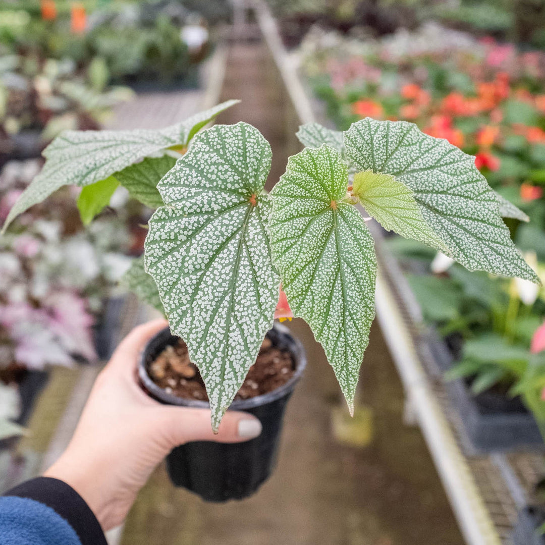 Begonia &