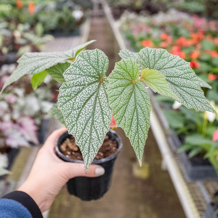 Begonia &