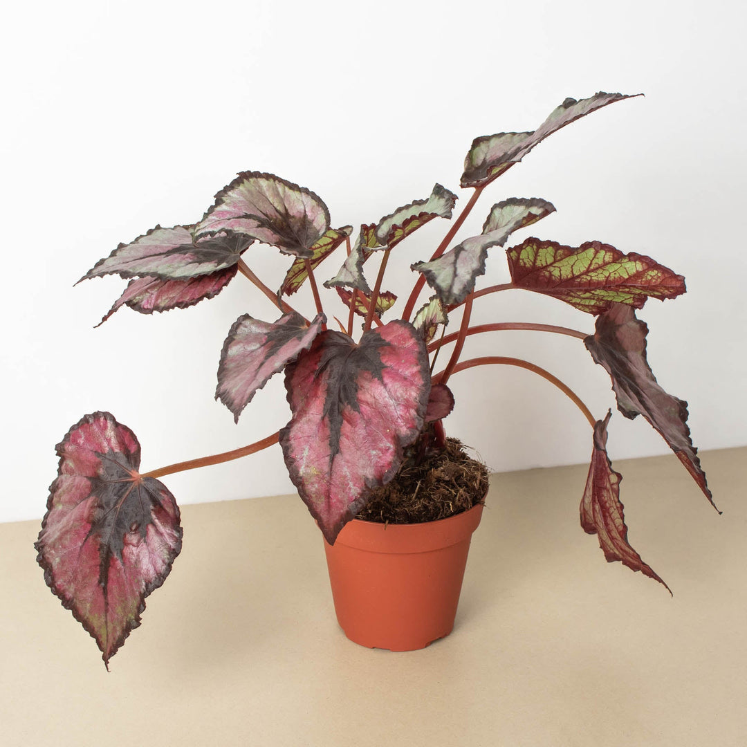 Begonia &