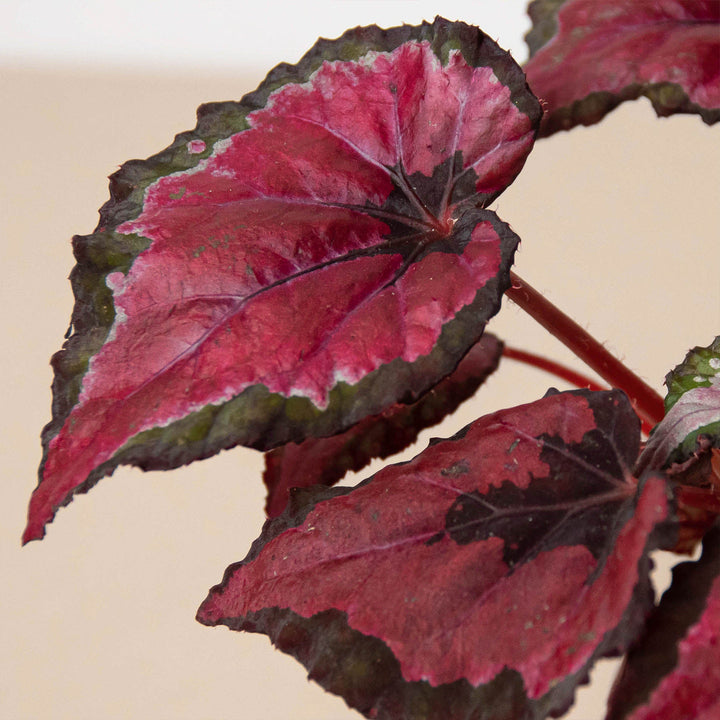 Begonia &