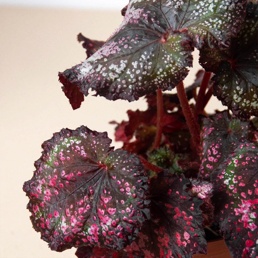 Begonia &