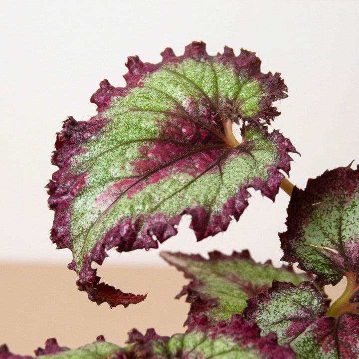 Begonia &