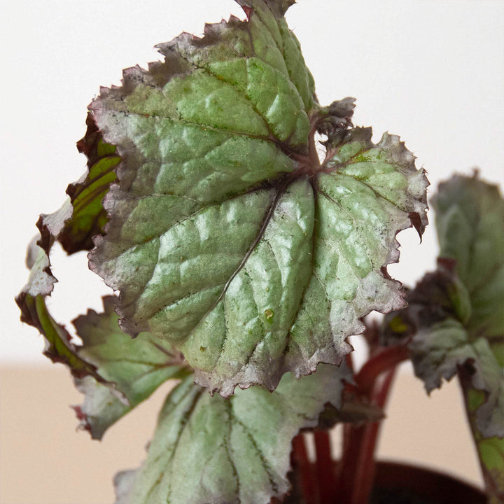Begonia &