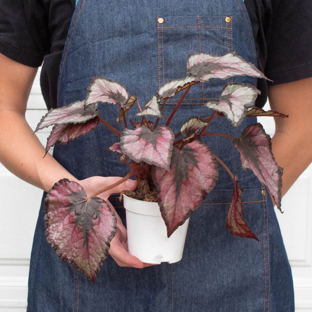 Begonia &
