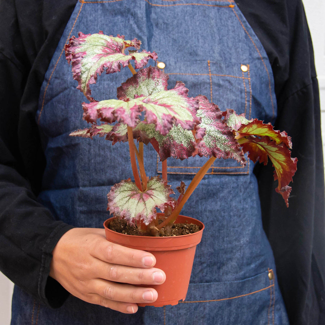 Begonia &