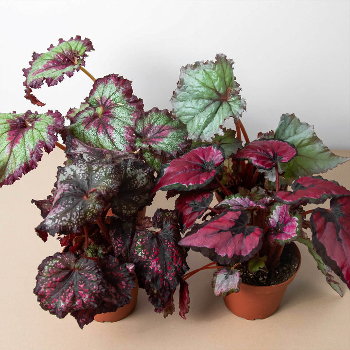 Begonia &