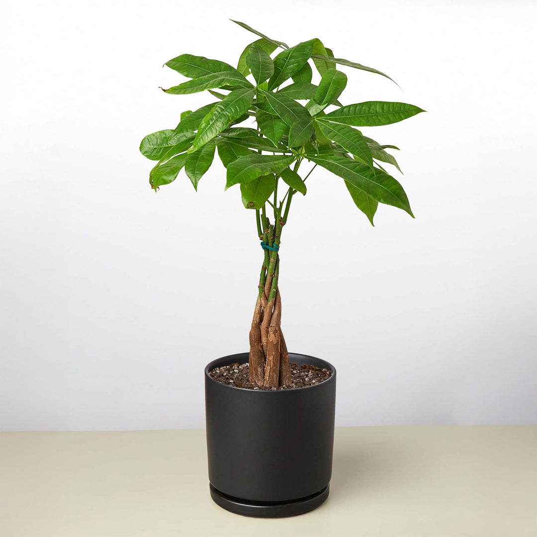 Money Tree &
