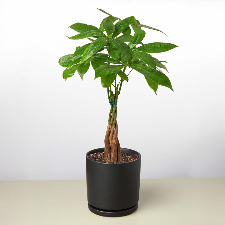Money Tree &