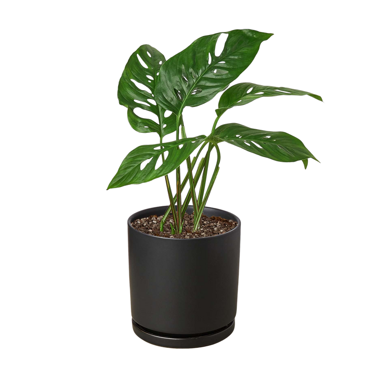 Monstera Adansonii &