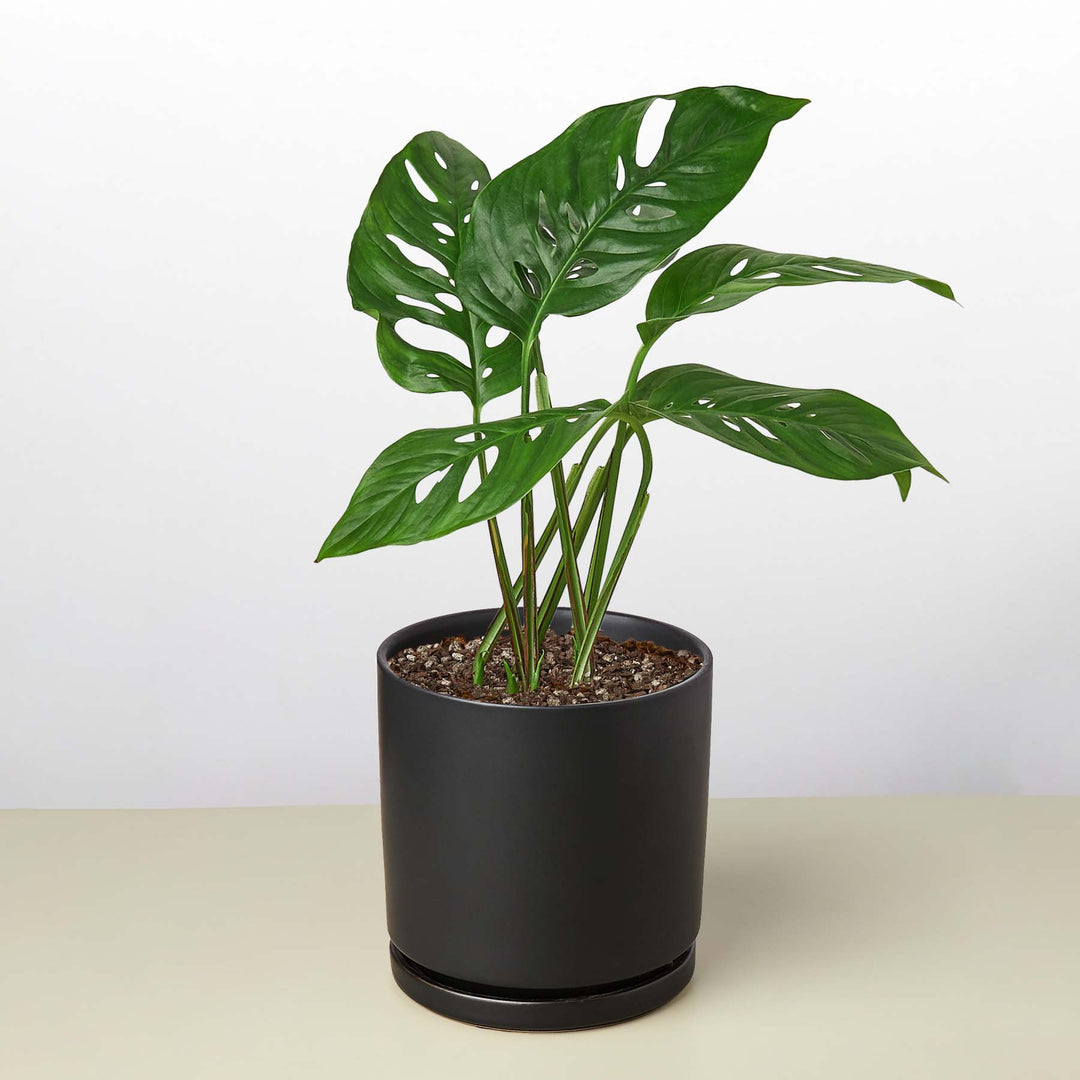Monstera Adansonii &
