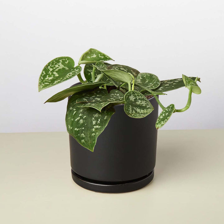 Pothos &