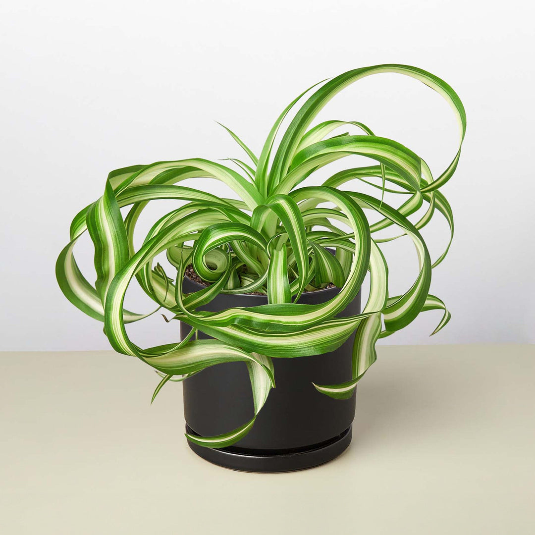 Spider Plant &