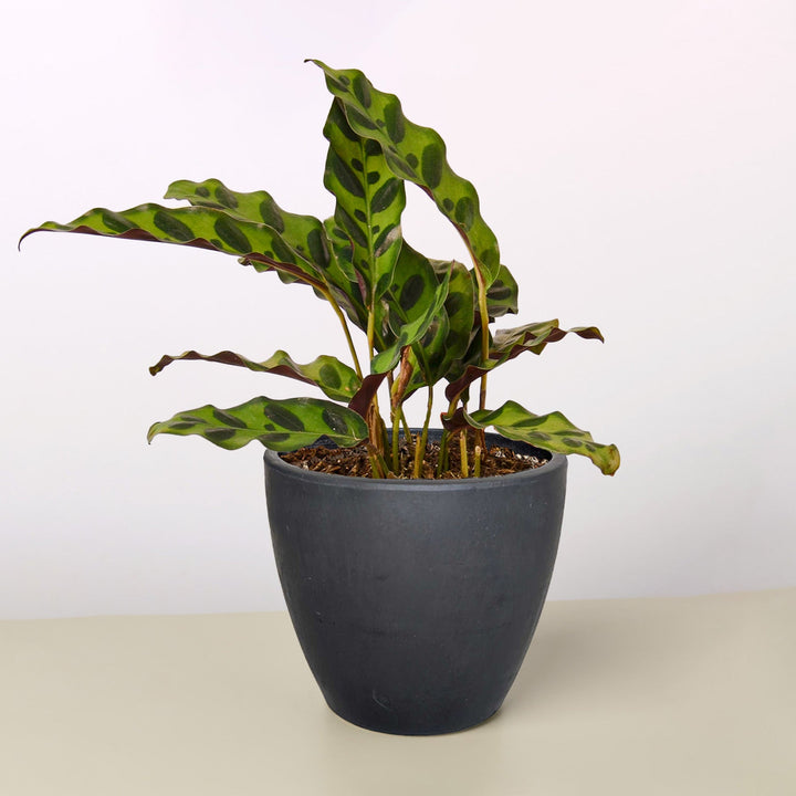 Calathea Lancifolia &