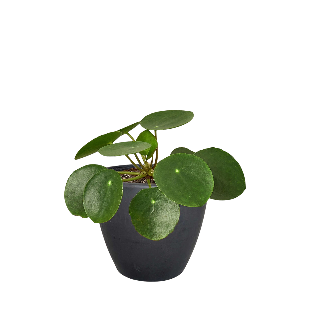 Pilea Peperomioides &