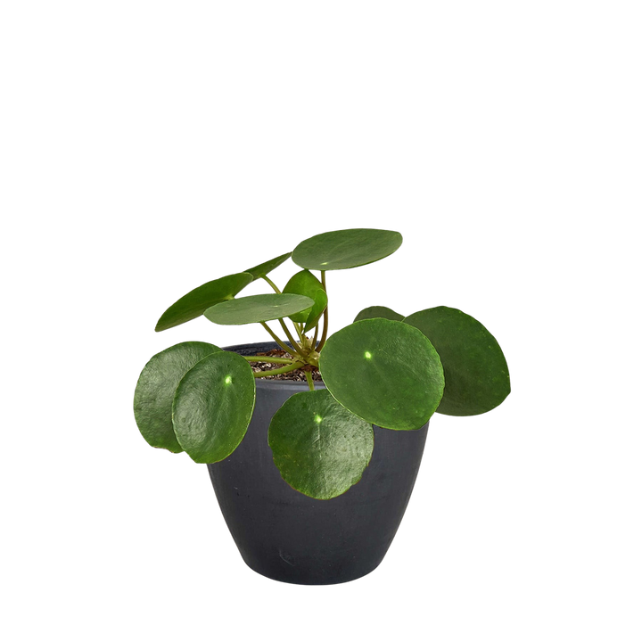 Pilea Peperomioides &