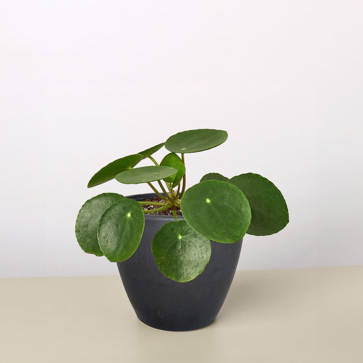 Pilea Peperomioides &