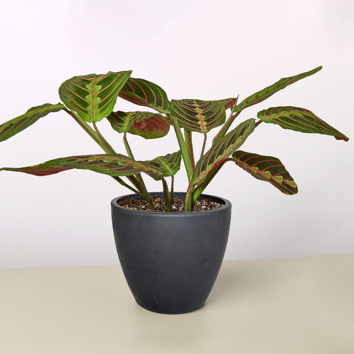 Maranta &