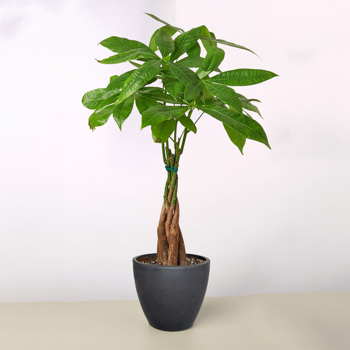 Money Tree &