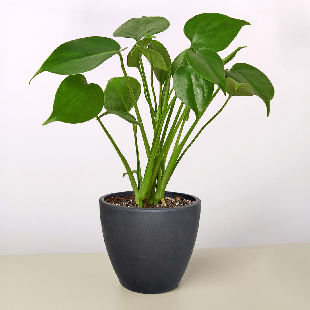 Monstera &