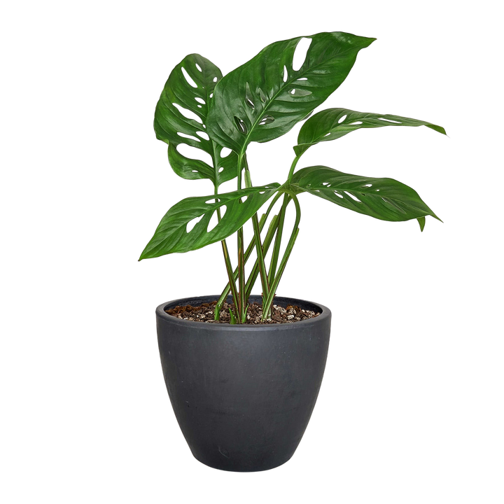 Monstera Adansonii &
