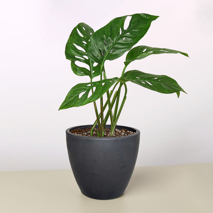 Monstera Adansonii &