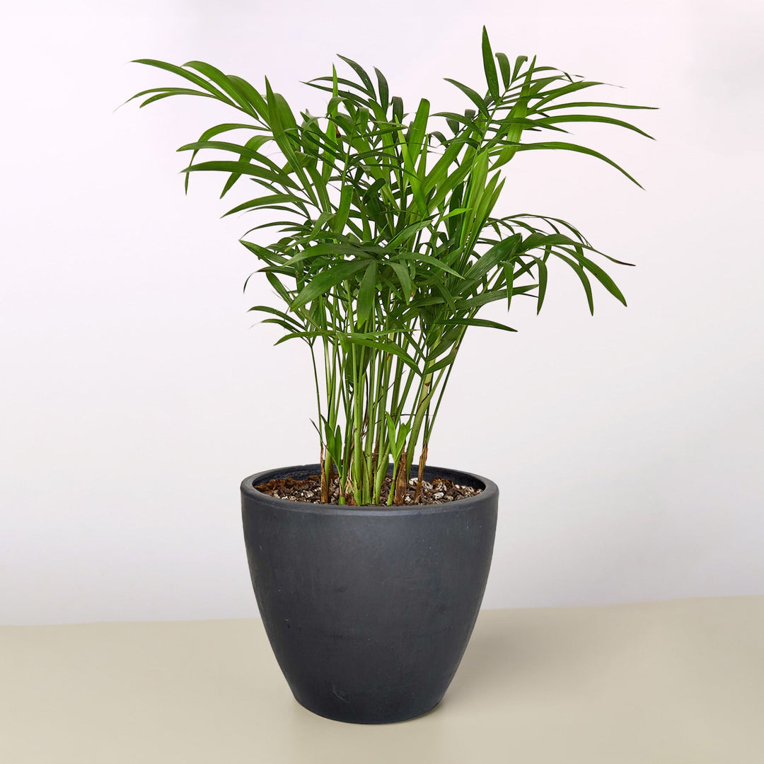 Parlor Palm