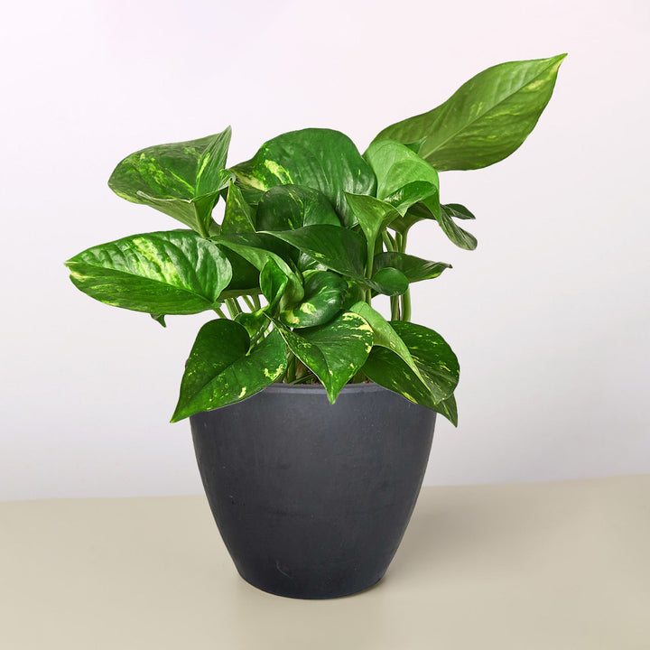 Pothos &
