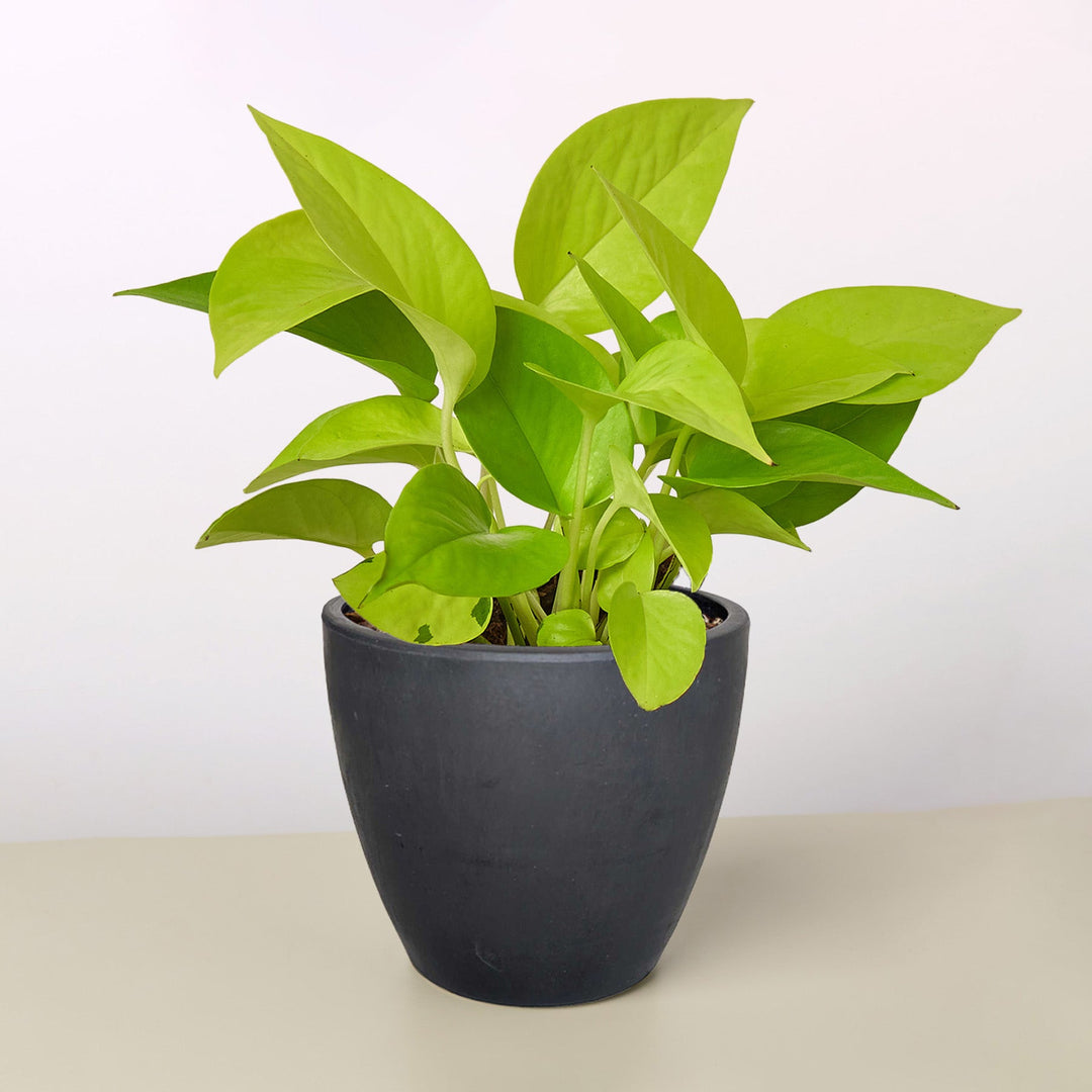 Pothos &