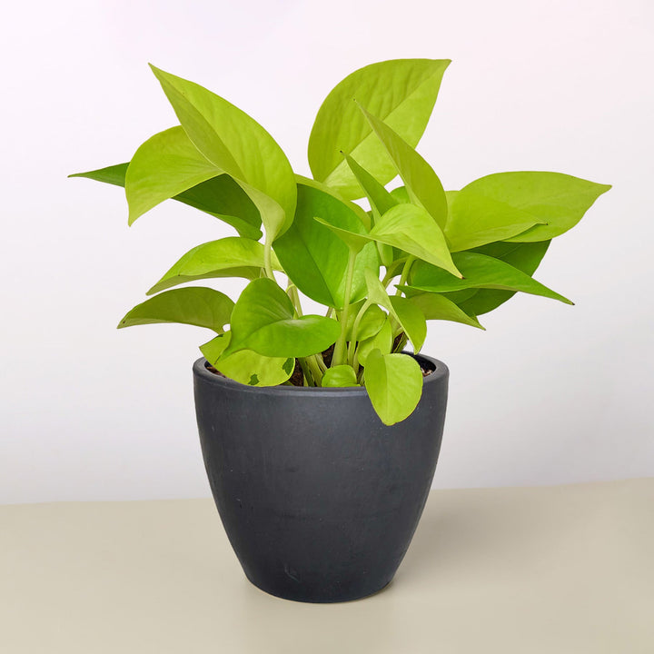 Pothos &