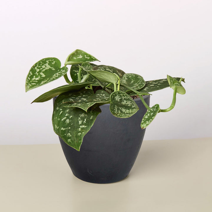 Pothos &