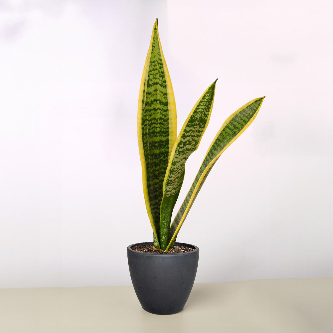 Snake Plant &