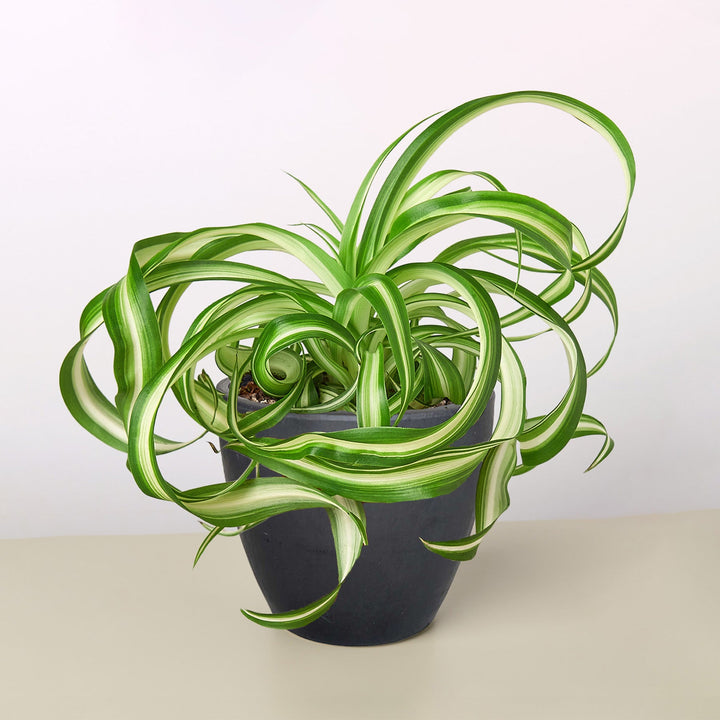 Spider Plant &