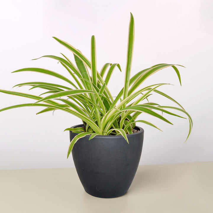 Spider Plant &