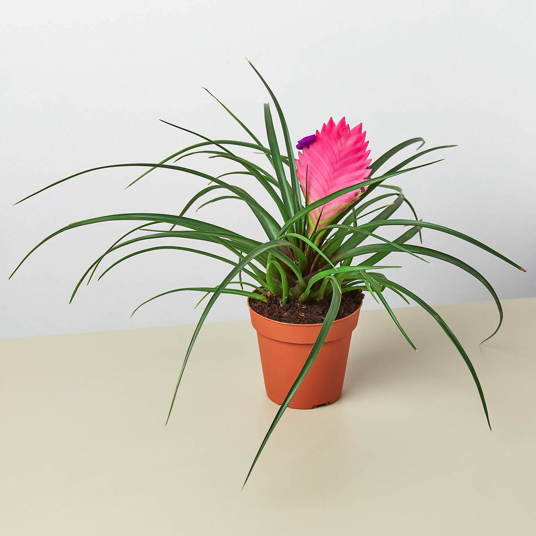 Bromeliad Cyanea &