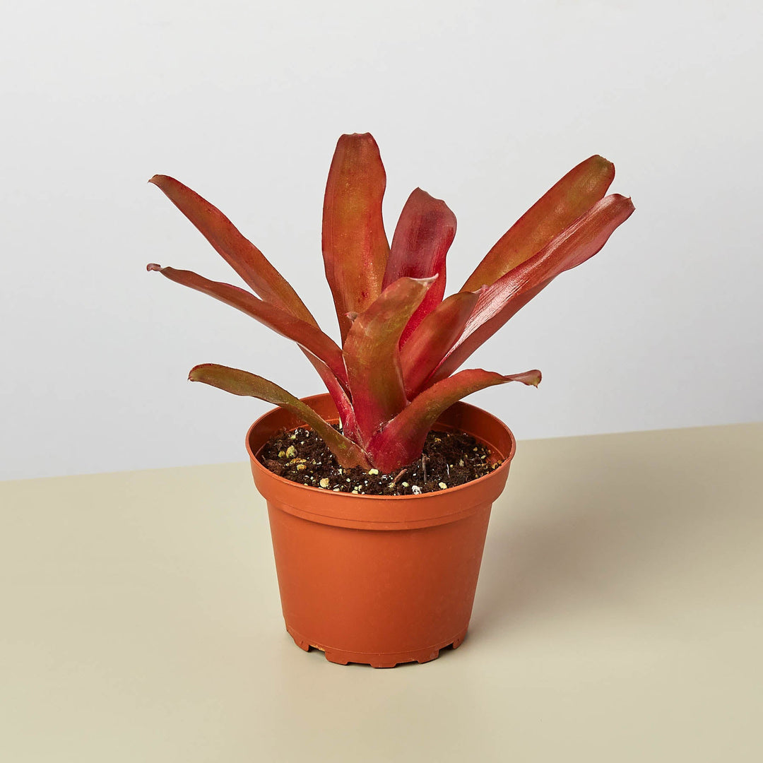 Bromeliad &