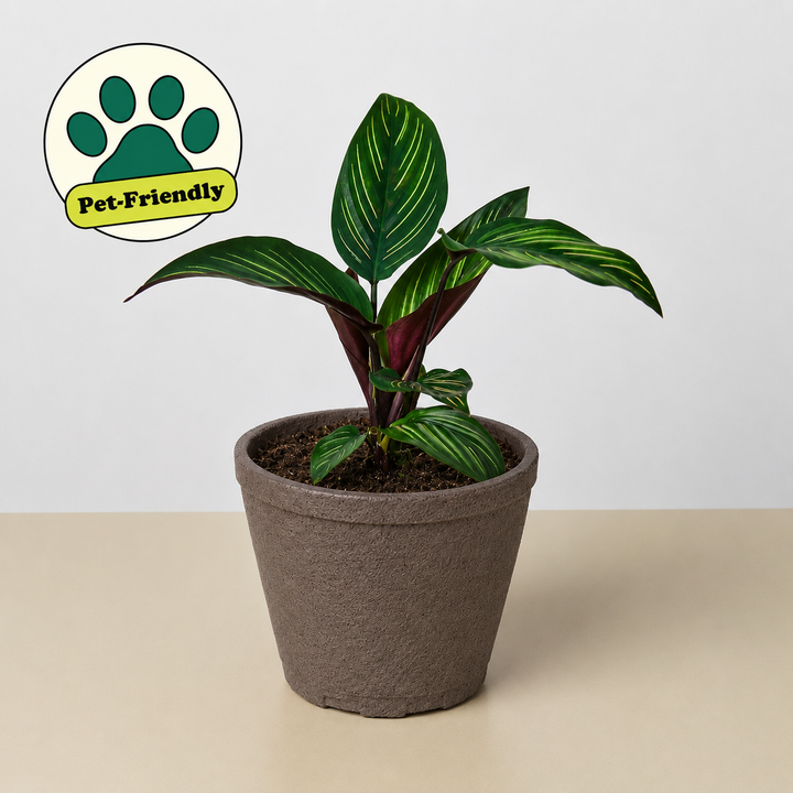 Calathea &
