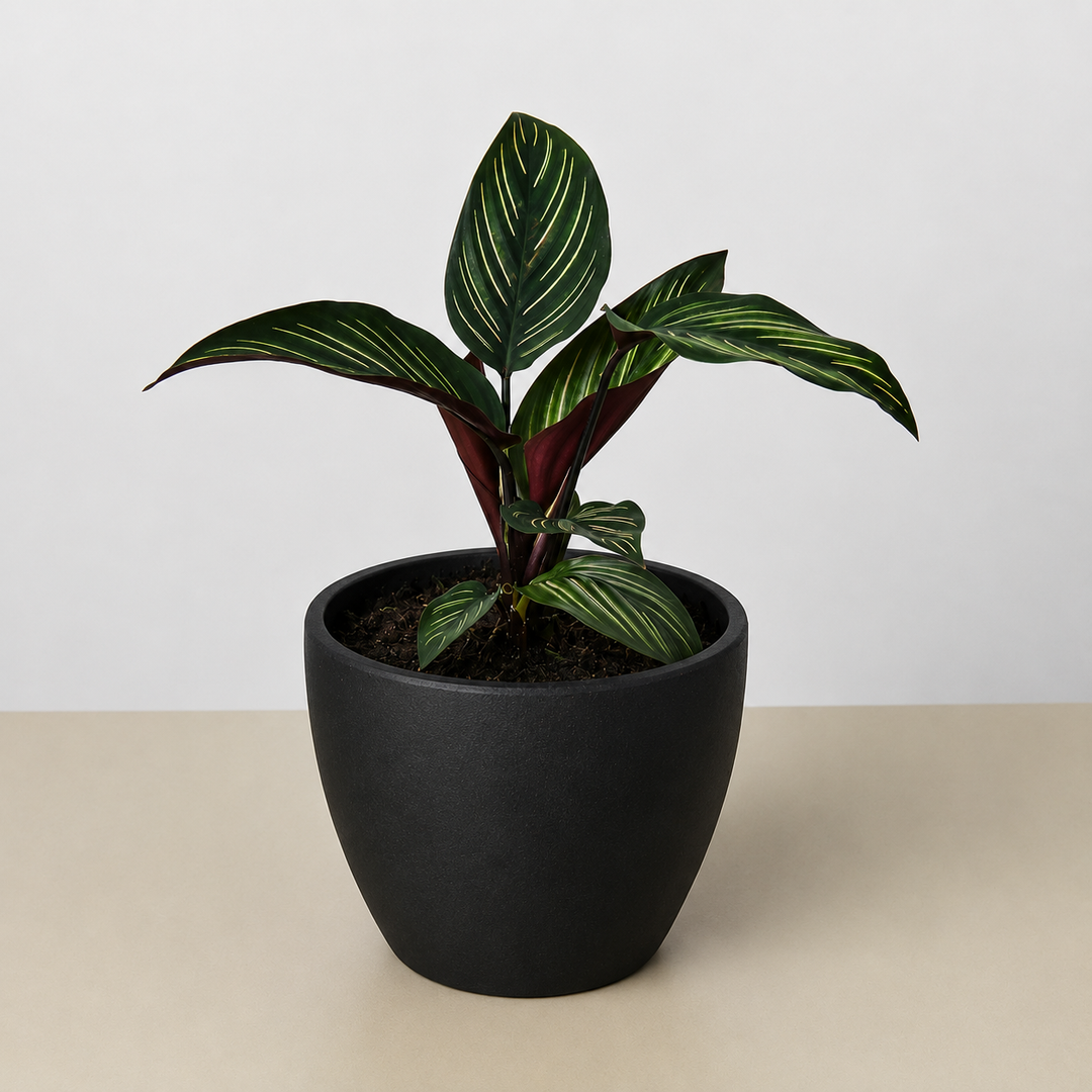 Calathea &