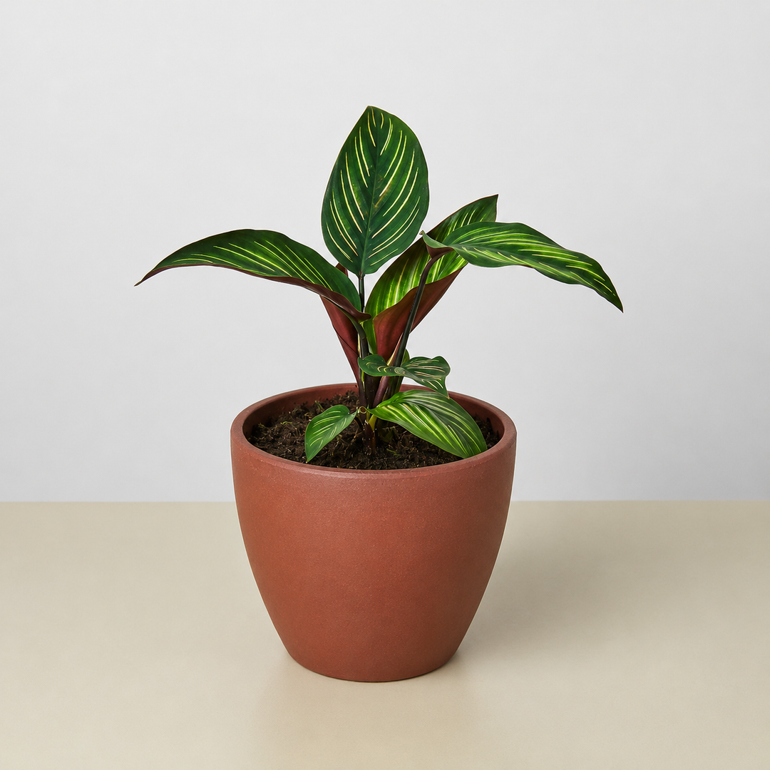 Calathea &