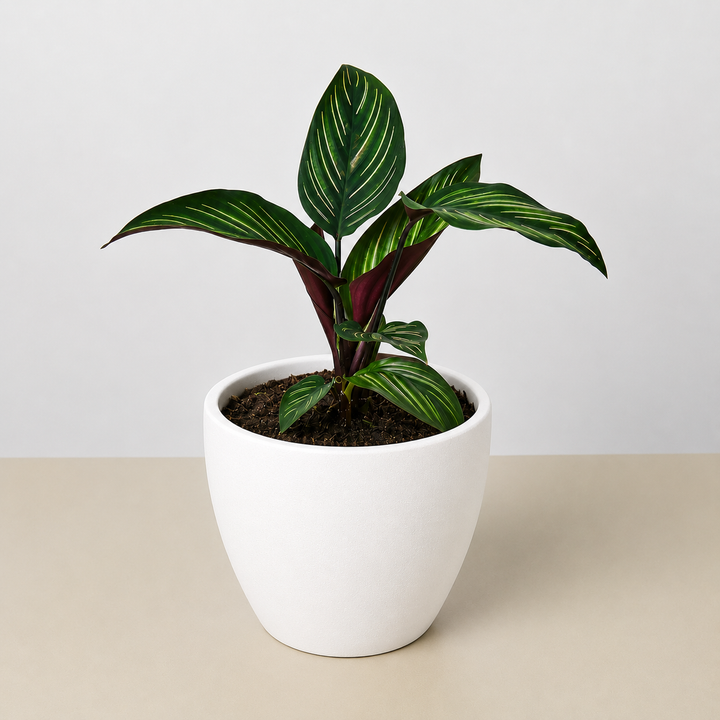 Calathea &
