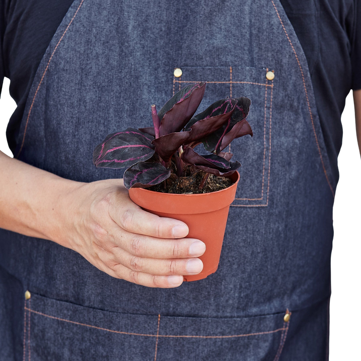 Calathea &