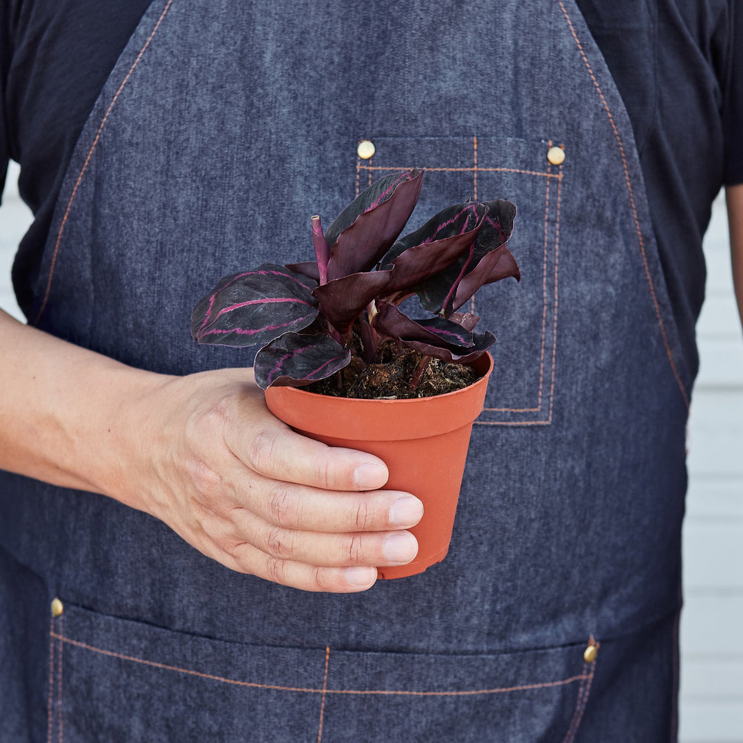 Calathea &