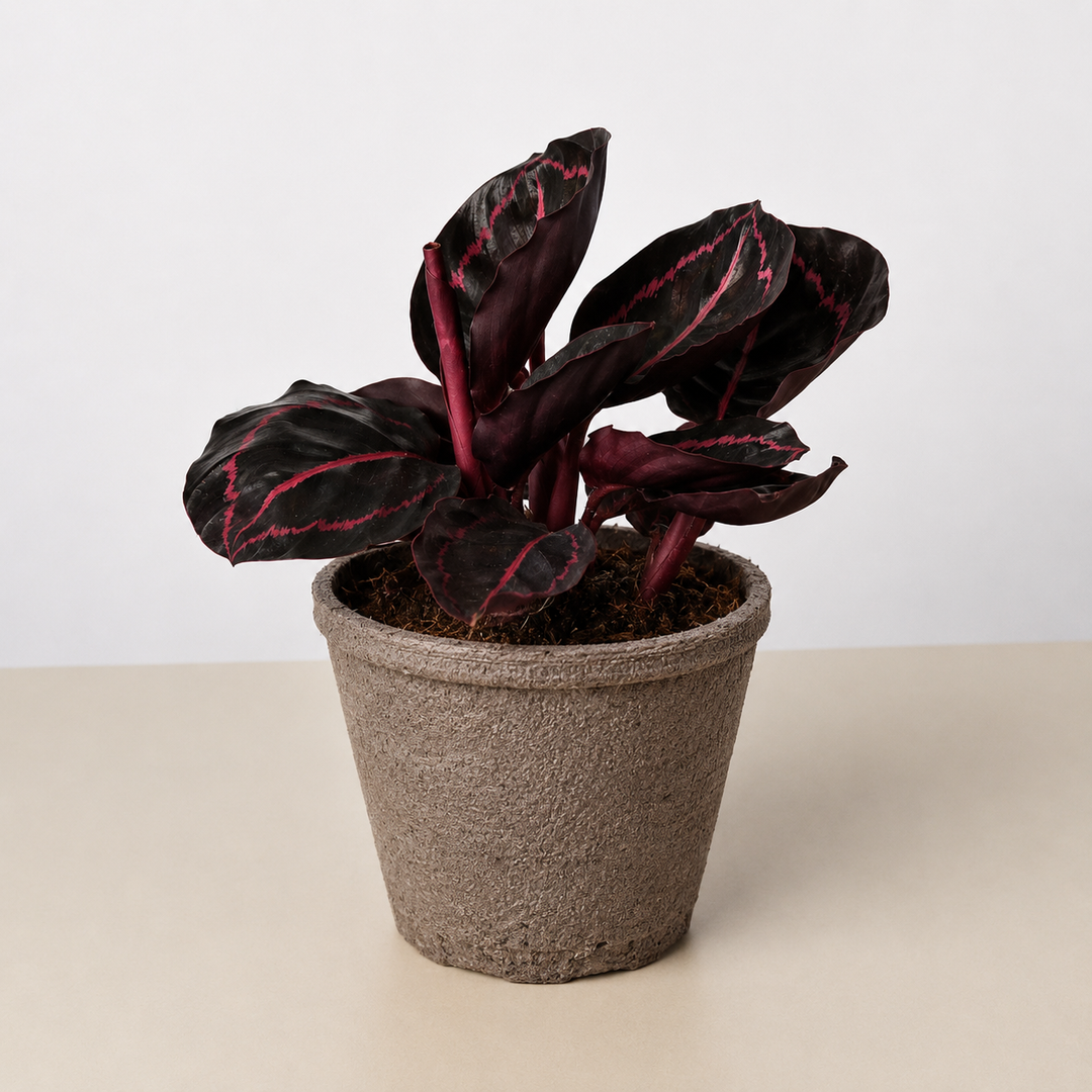 Calathea &
